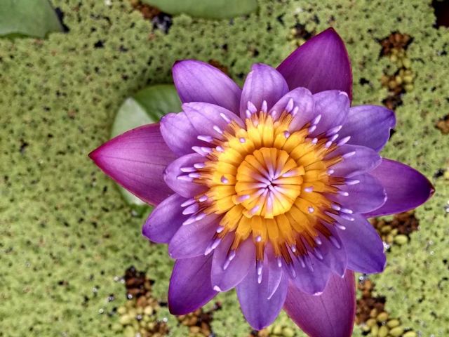 Nymphaea 'Panama Pacific' (water lily; vivparous, day-blooming)