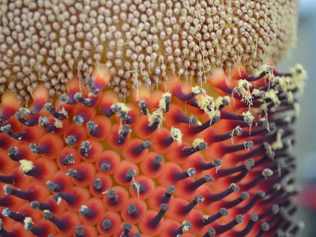 Male and female flowers