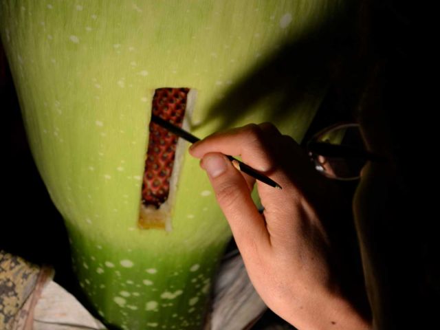 Chanel's female flowers are pollinated through a window cut in the spathe.