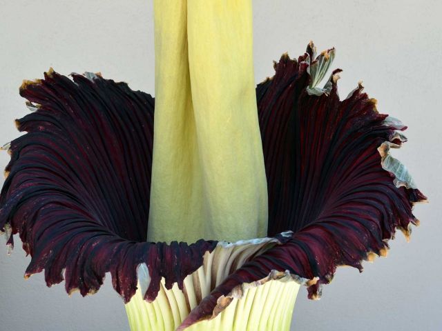 Titan Arum