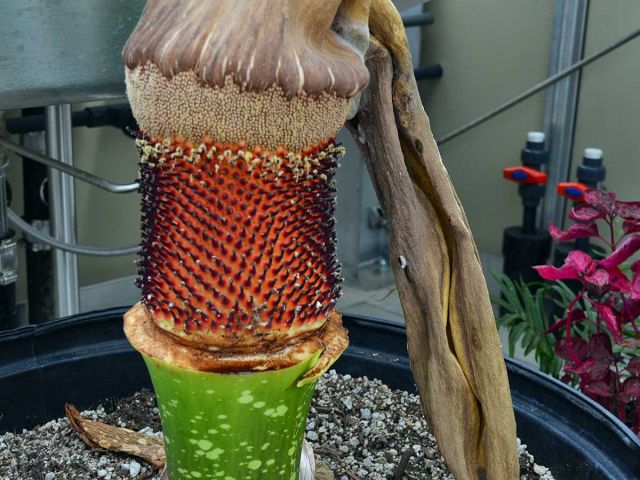 Titan Arum